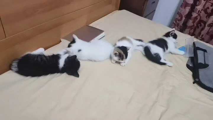 同窝的小猫们在米色床单上躺成一排