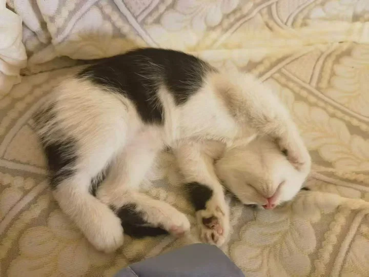 一只白底深色花纹的小猫蜷在浅色床单上，爪子搭在脸旁