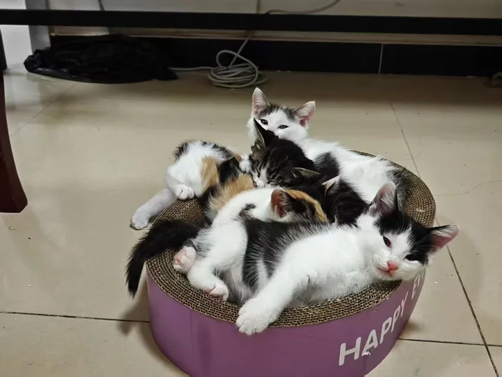 同窝的小猫们挤在紫色的圆形猫抓窝里